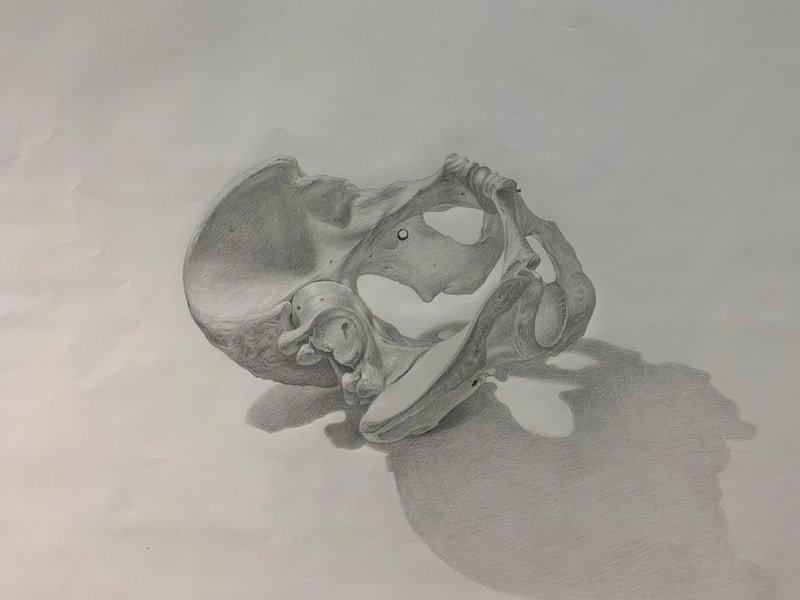 Human anatomy drawing