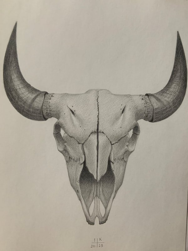 Bull skull