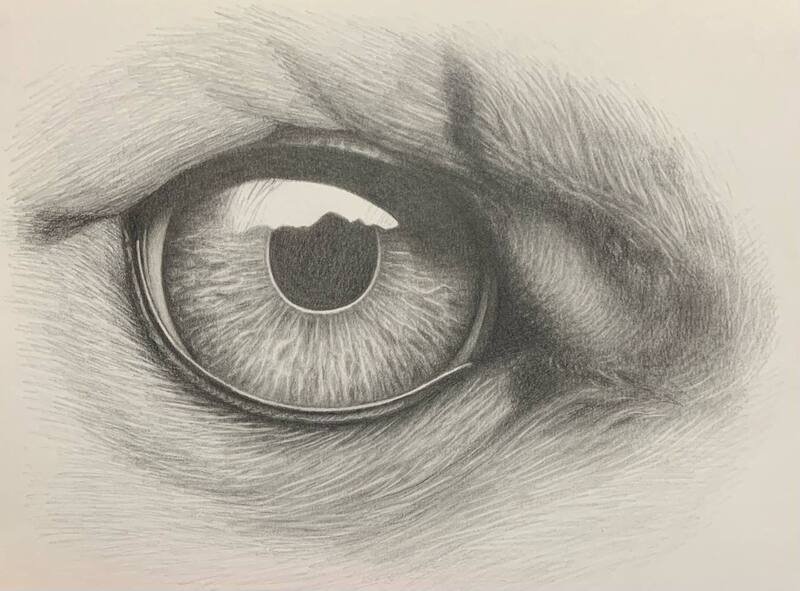 Eye of a tiger