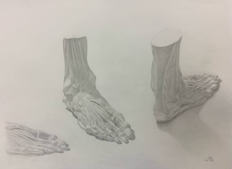 Anatomy of a human foot