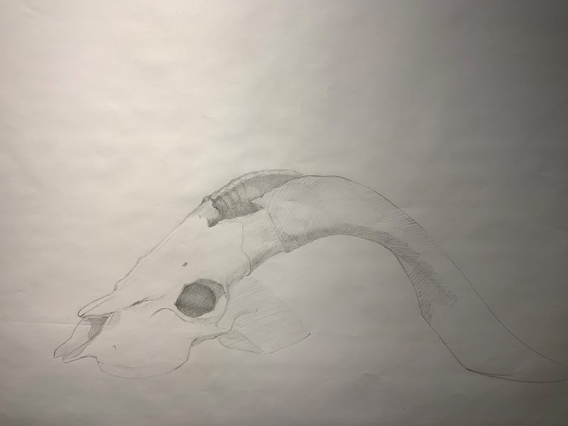 Gazelle skull, first layer
