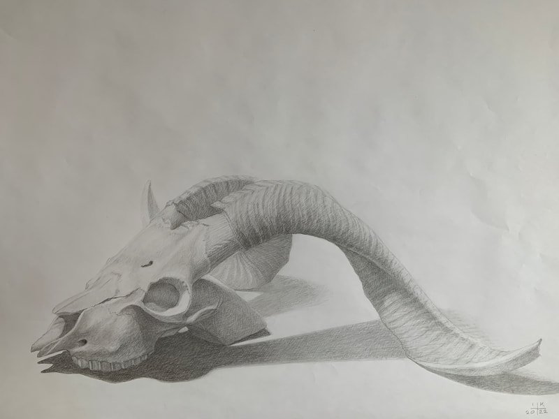 Gazelle skull, second layer