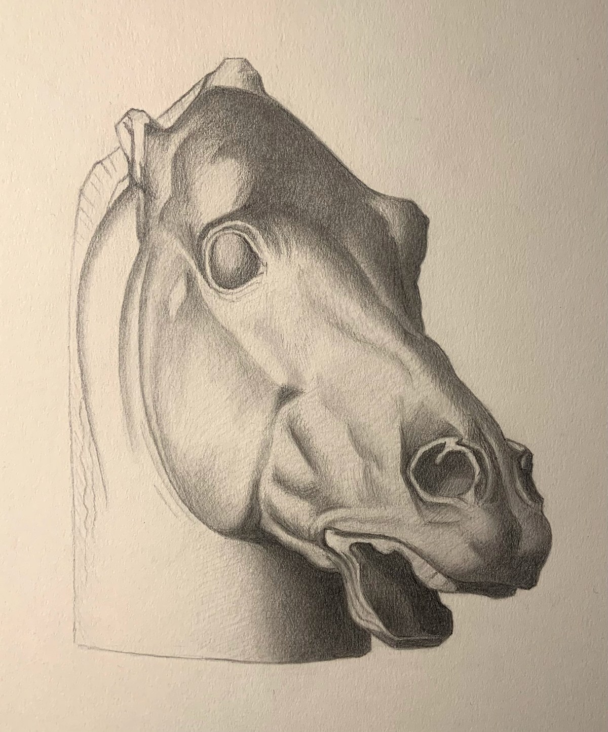 Study of a horse's head