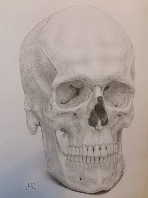 Study of a human skull