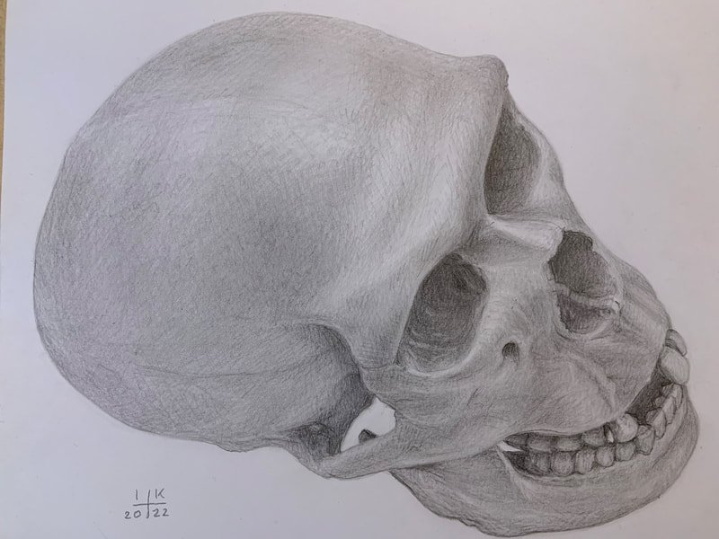 Study of a monkey skull