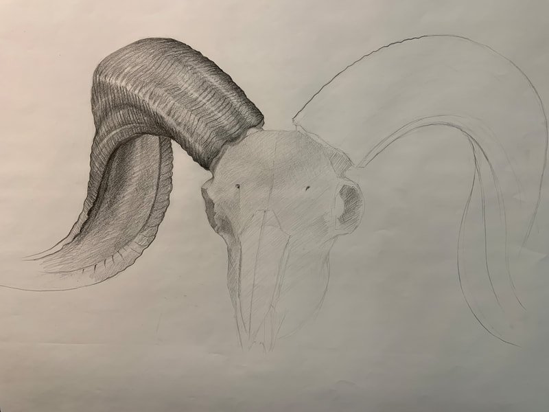 Ram's skull, first layer
