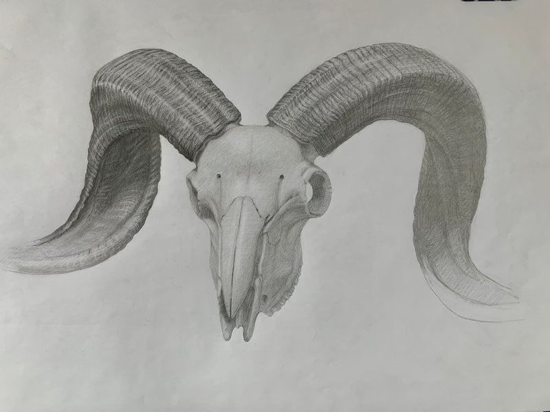 Ram's skull, final layer