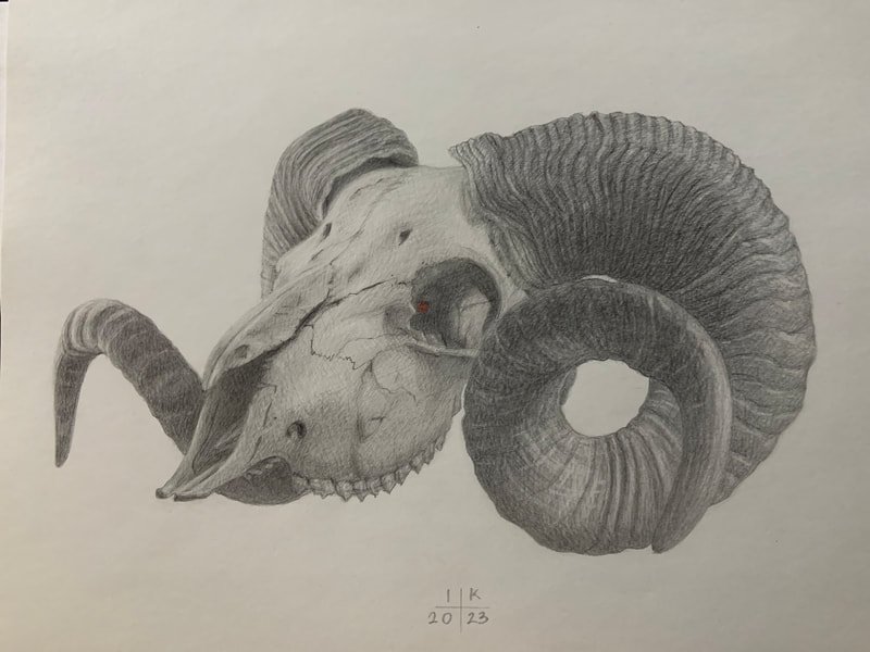 Ram's skull