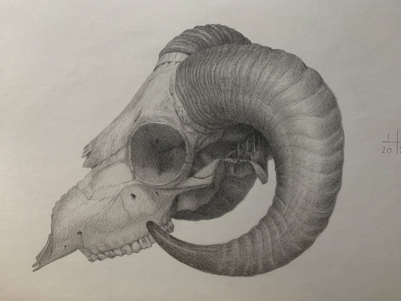 Ram's skull