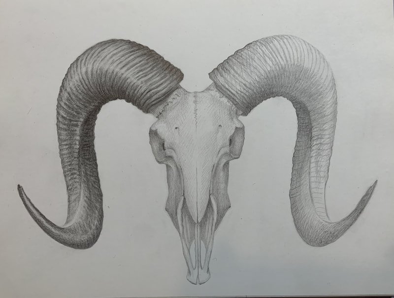 Ram's skull