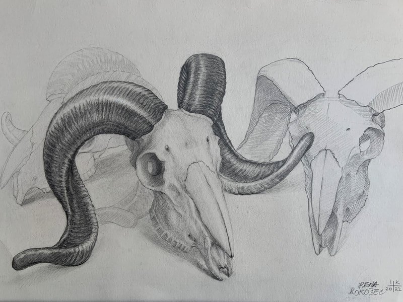 Ram's skull, different sides