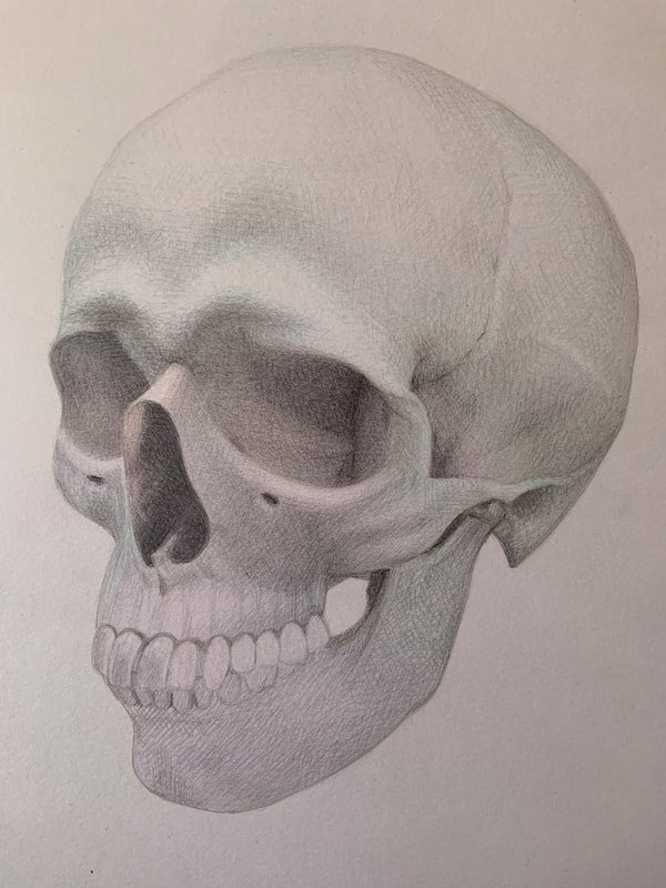 Study of a human skull
