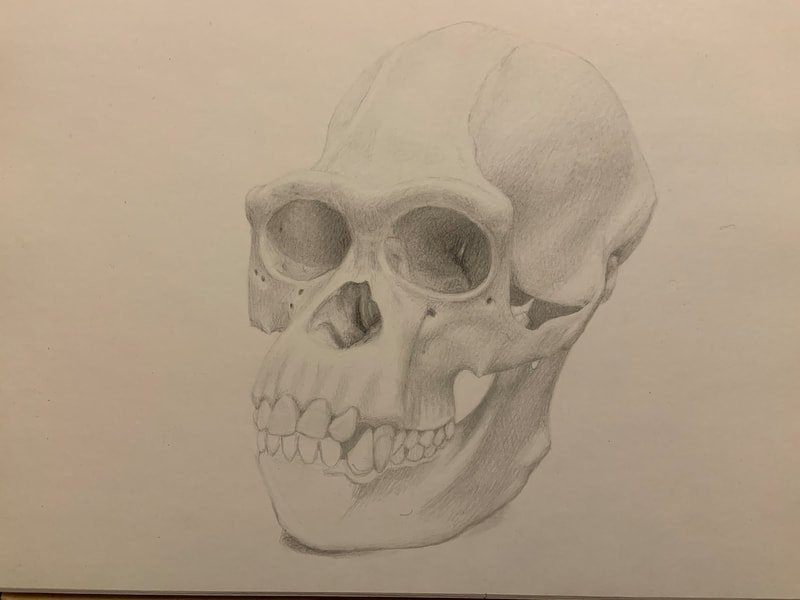 Study of a primate skull