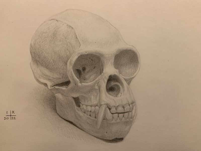 Study of a primate skull