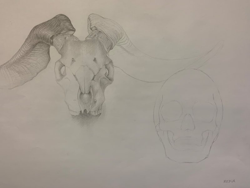 Study of two skulls, first layer