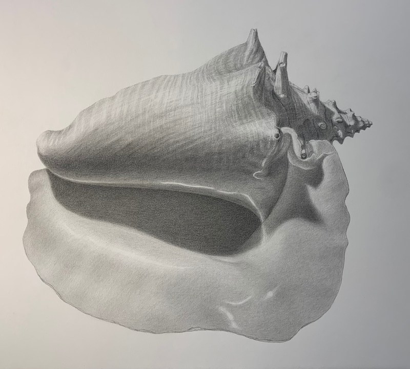 Seashell 1
