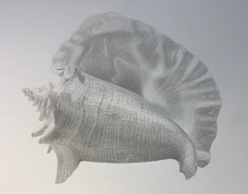 Seashell 2